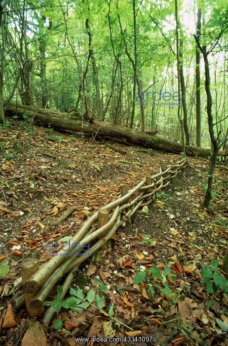  : Hazel Coppice - used for soil erosion control
