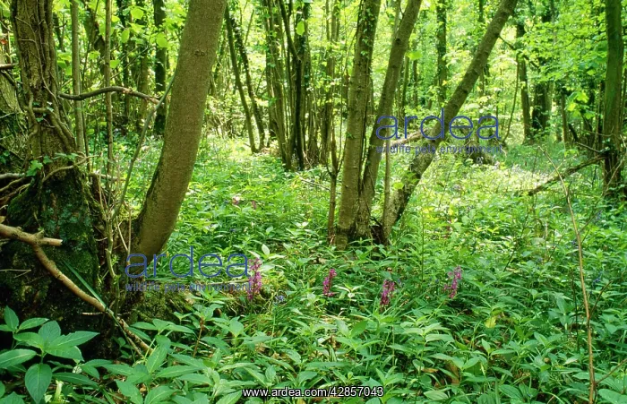 : Hazel Coppice - woodland flowers, early purple : Hazel Coppice - woodland flowers, early purple