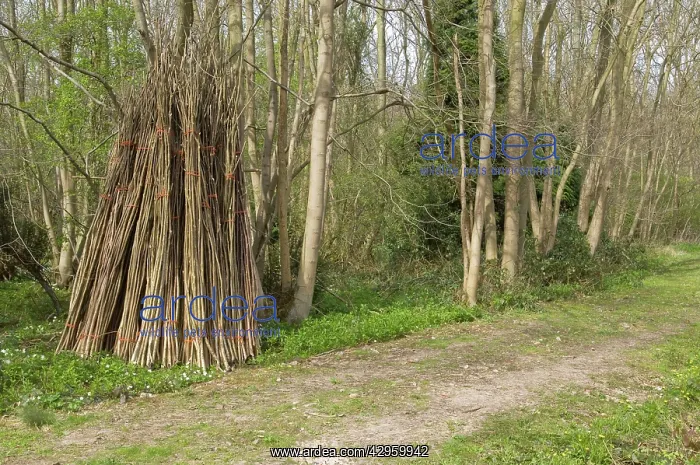 : Hazel coppiced poles - stacked ready for collection : Hazel coppiced poles - stacked ready for collection