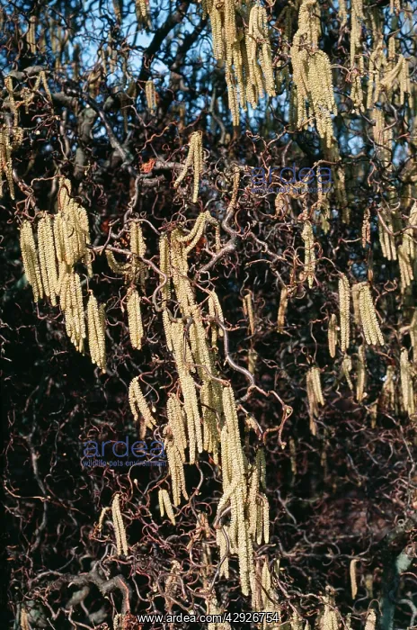 : HAZEL - CORKSCREW CATKINS : HAZEL - CORKSCREW CATKINS