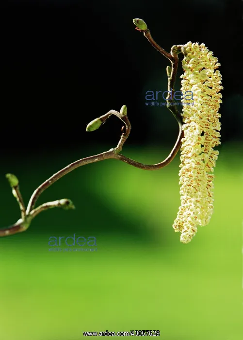: Hazel, Corkscrew hazel, Corylus avellana Contorta : Hazel, Corkscrew hazel, Corylus avellana Contorta
