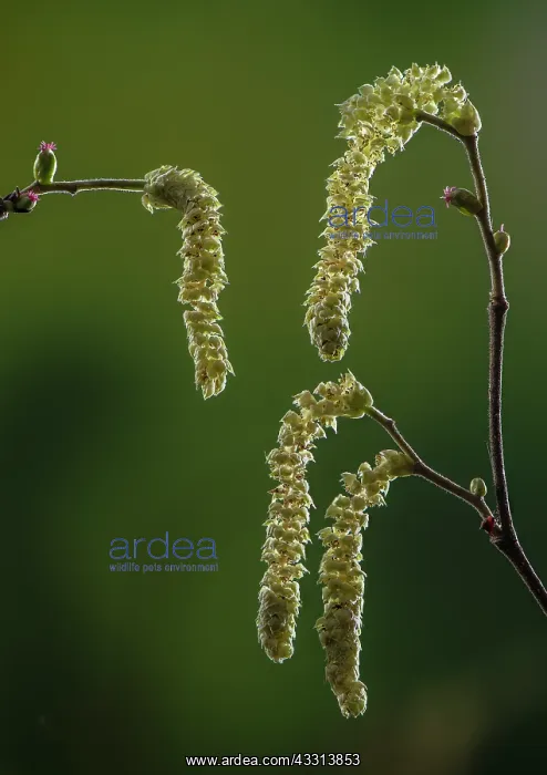 : Hazel, Corylus avellana, in flower in early spri : Hazel, Corylus avellana, in flower in early spri