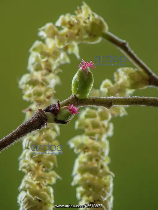 : Hazel, Corylus avellana, in flower in early spri : Hazel, Corylus avellana, in flower in early spri