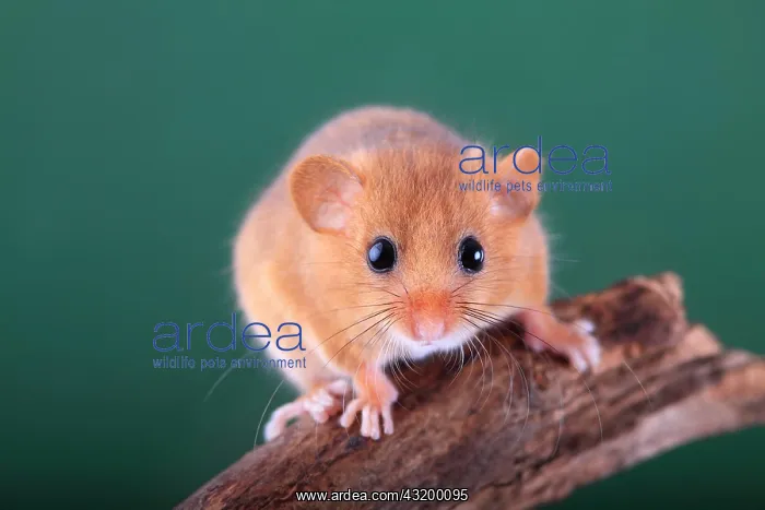 : Hazel Dormouse, Common Dormouse (Muscardinus avellanarius) : Hazel Dormouse, Common Dormouse (Muscardinus avellanarius)