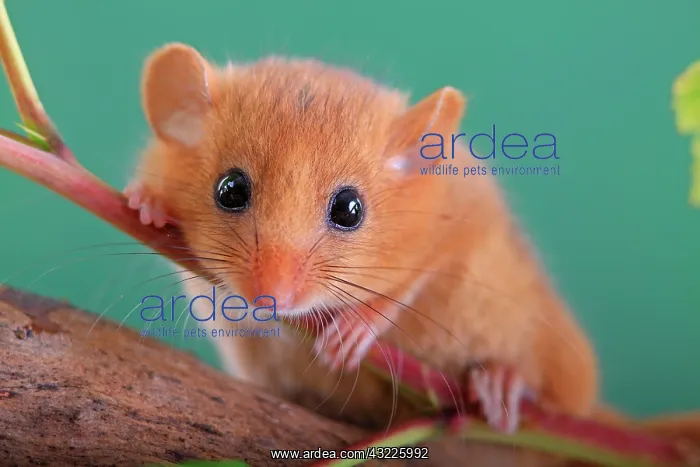 : Hazel Dormouse, Common Dormouse (Muscardinus avellanarius) : Hazel Dormouse, Common Dormouse (Muscardinus avellanarius)