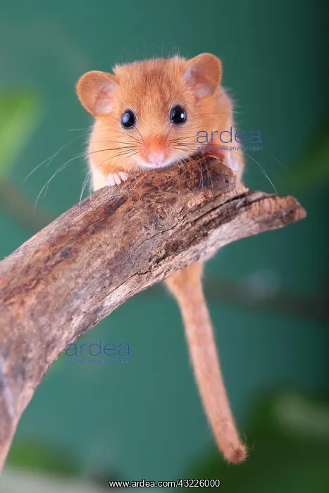 : Hazel Dormouse, Common Dormouse (Muscardinus avellanarius) : Hazel Dormouse, Common Dormouse (Muscardinus avellanarius)