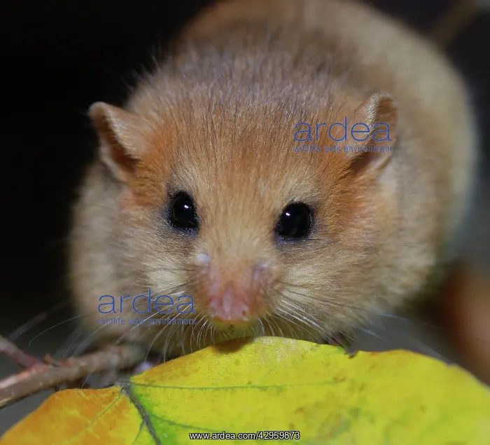 : Hazel Dormouse - fattened up for winter : Hazel Dormouse - fattened up for winter