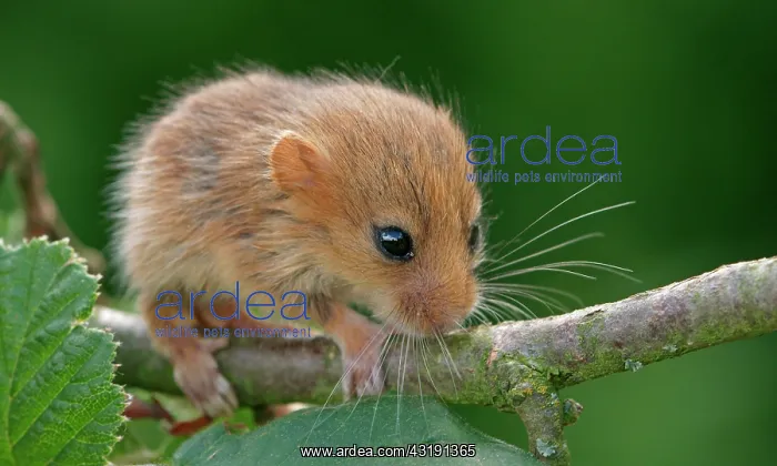 : Hazel Dormouse (Muscardinus avellanarius), pup : Hazel Dormouse (Muscardinus avellanarius), pup
