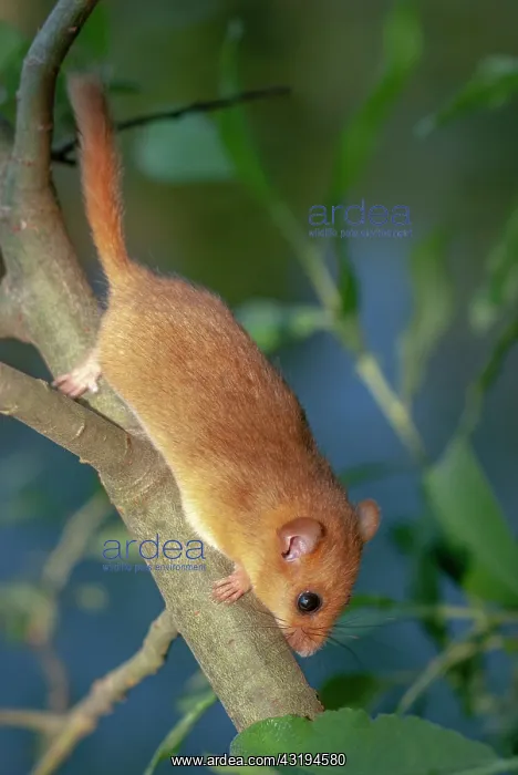  : Hazel Dormouse (Muscardinus avellanarius) on a willow