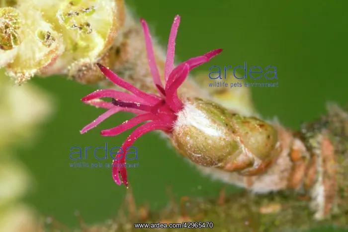 : Hazel - female flower with red stigmas - and male : Hazel - female flower with red stigmas - and male