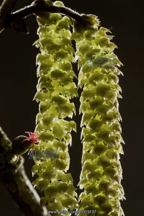 : Hazel Flowers - red female flower and male catkins : Hazel Flowers - red female flower and male catkins