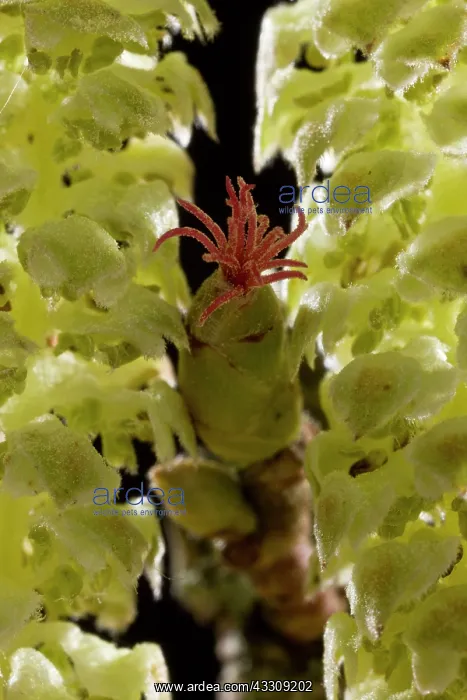 : Hazel Flowers - red female flower and male catkins : Hazel Flowers - red female flower and male catkins