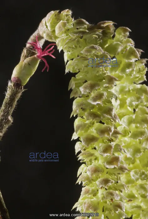 : Hazel Flowers - red female flower and male catkins : Hazel Flowers - red female flower and male catkins