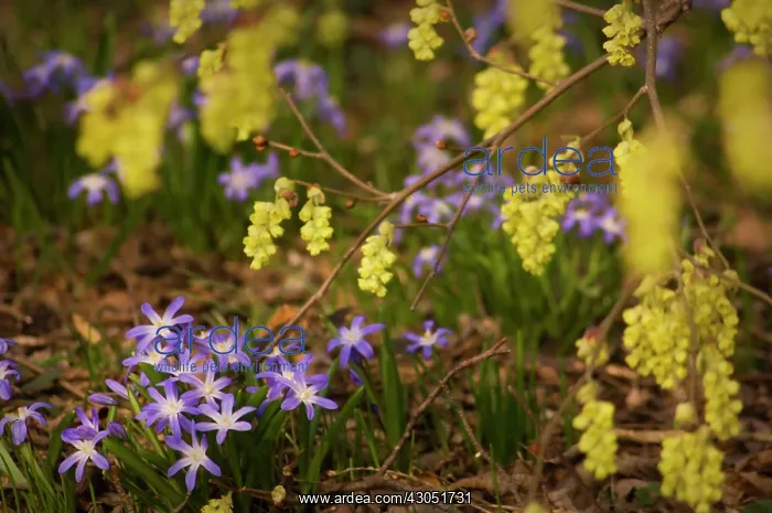 : Hazel, Fraagrant winter hazel, Corylopsis glabrescens : Hazel, Fraagrant winter hazel, Corylopsis glabrescens