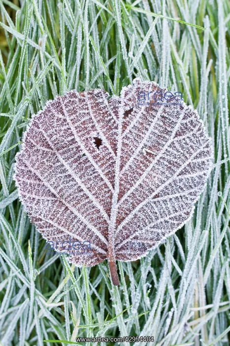 : Hazel - frosted leaf on lawn : Hazel - frosted leaf on lawn