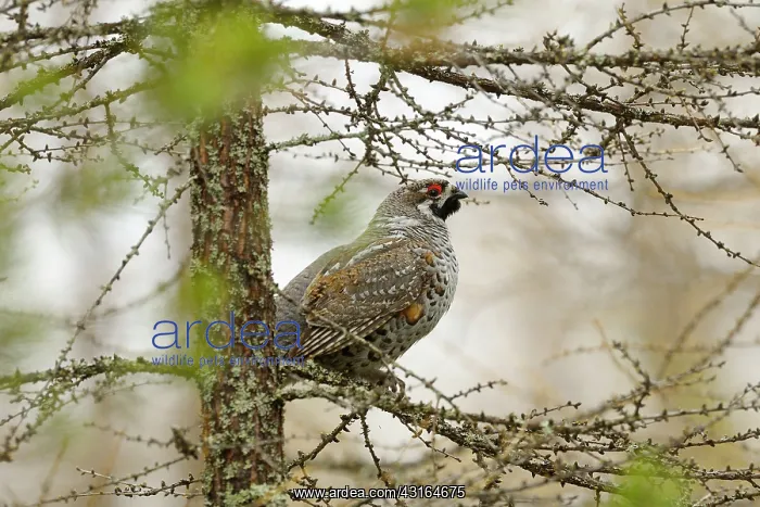 : Hazel Grouse : Hazel Grouse