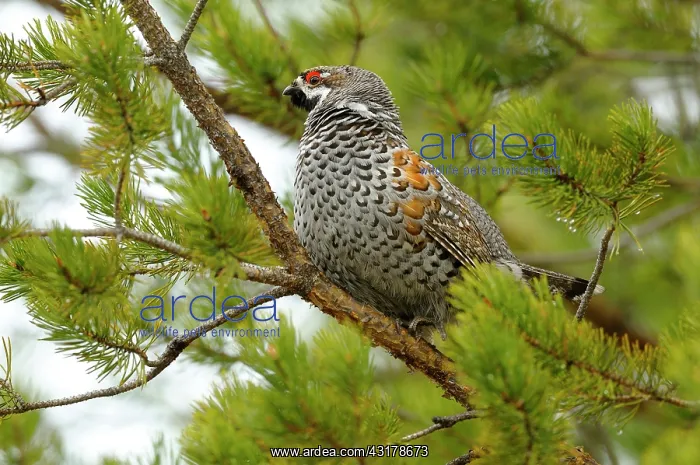 : Hazel Grouse : Hazel Grouse