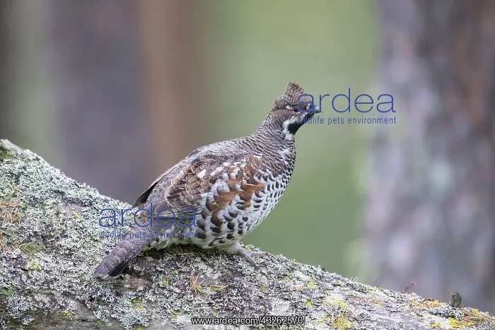  : Hazel Grouse - adult cock in a forest - Sweden