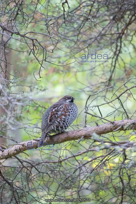  : Hazel Grouse - adult cock in a forest - Sweden