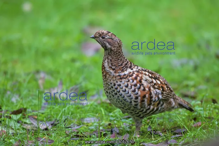 : Hazel Grouse adult female