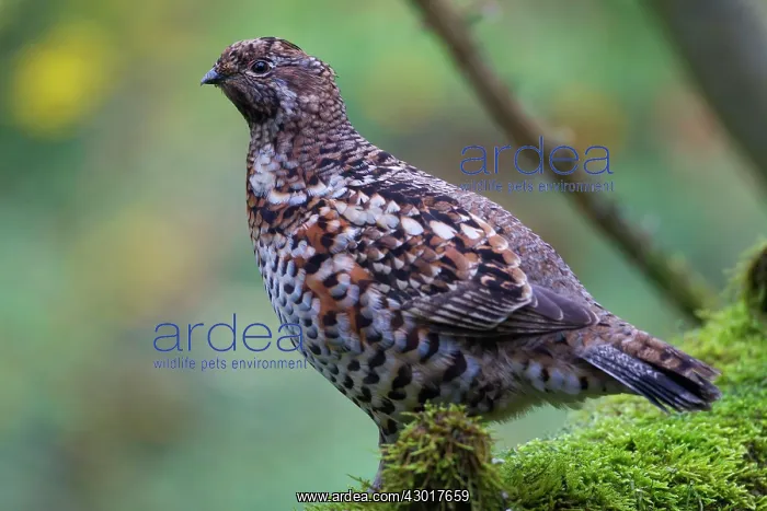  : Hazel Grouse adult female