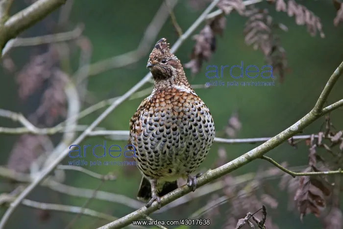 : Hazel Grouse adult female perched on a twig : Hazel Grouse adult female perched on a twig