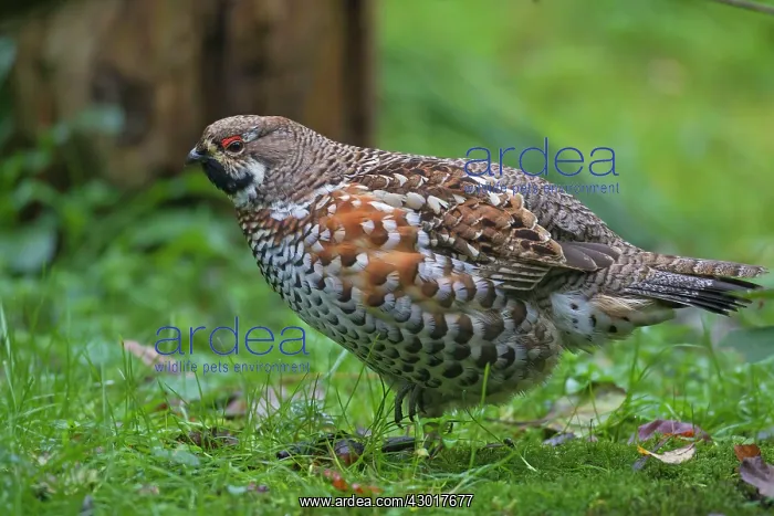  : Hazel Grouse adult male