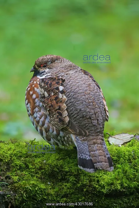  : Hazel Grouse adult male