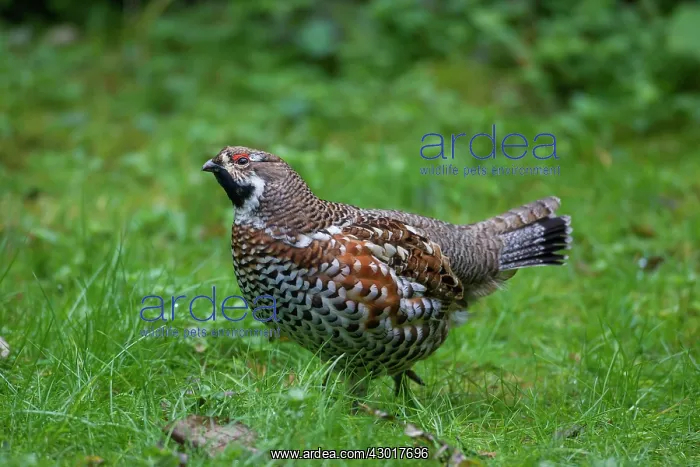  : Hazel Grouse adult male