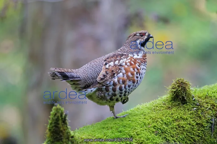  : Hazel Grouse adult male