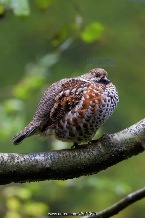  : Hazel Grouse adult male perched on a twig