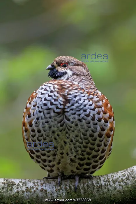 : Hazel Grouse adult male perched on a twig : Hazel Grouse adult male perched on a twig