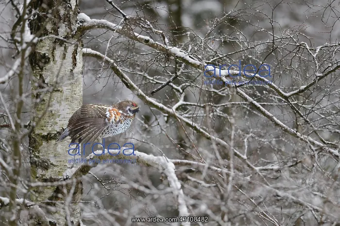 : Hazel Grouse (Bonasa bonasia) male stretching on : Hazel Grouse (Bonasa bonasia) male stretching on