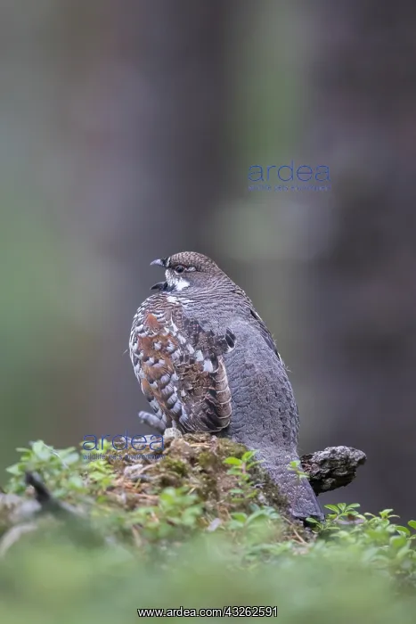 : Hazel Grouse - calling cock in a forest - Sweden : Hazel Grouse - calling cock in a forest - Sweden