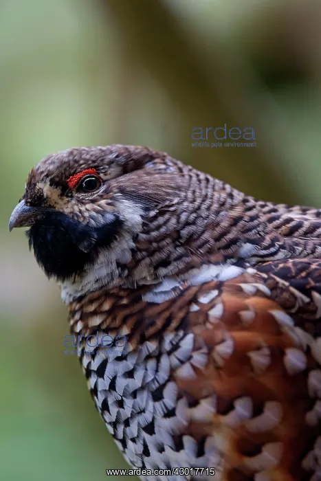  : Hazel Grouse portrait of adult male