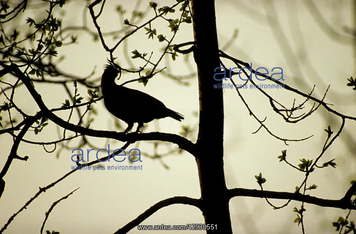 : Hazel Hen / Hazel Grouse - adult male feeding : Hazel Hen / Hazel Grouse - adult male feeding