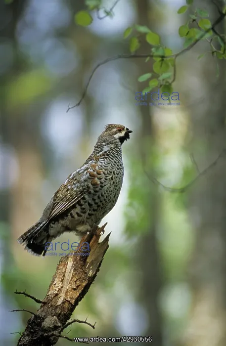 : Hazel Hen / Hazel Grouse - adult male sings defending : Hazel Hen / Hazel Grouse - adult male sings defending