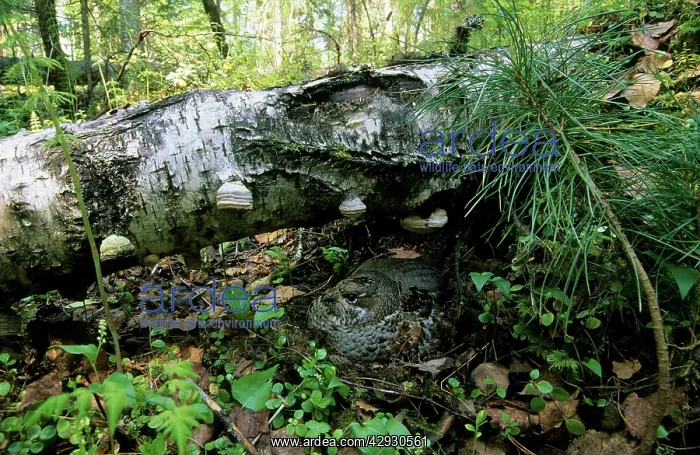 : Hazel Hen / Hazel Grouse - female sits on nest : Hazel Hen / Hazel Grouse - female sits on nest