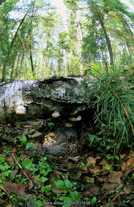 : Hazel Hen / Hazel Grouse - female sits on nest : Hazel Hen / Hazel Grouse - female sits on nest