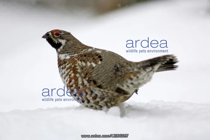 : Hazel Hen / Hazel Grouse - male in winter, courtship : Hazel Hen / Hazel Grouse - male in winter, courtship