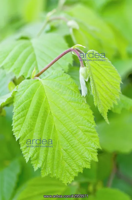 : Hazel Leaves - fresh leaves in spring : Hazel Leaves - fresh leaves in spring
