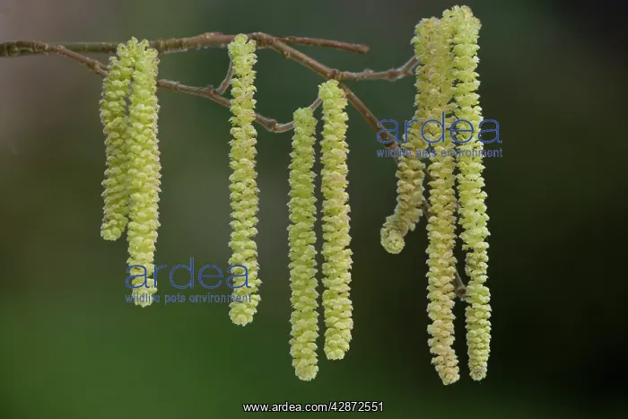 : Hazel - male catkins in flower : Hazel - male catkins in flower