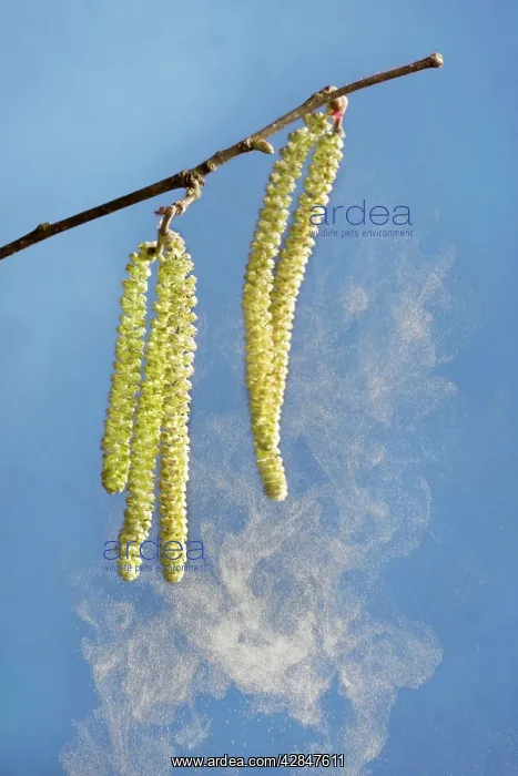 : Hazel - male catkins in wind with pollen : Hazel - male catkins in wind with pollen