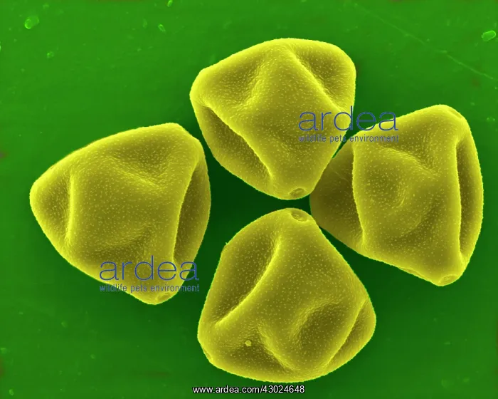 : Hazel Pollen : Hazel Pollen
