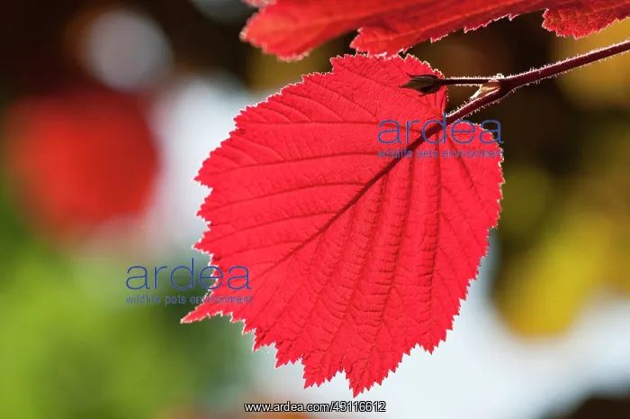: Hazel, Purple leaved filbert, Corylus maxima Purpurea, bac : Hazel, Purple leaved filbert, Corylus maxima Purpurea, bac