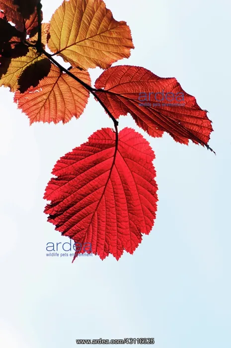 : Hazel, Purple leaved filbert, Corylus maxima Purpurea, bac : Hazel, Purple leaved filbert, Corylus maxima Purpurea, bac