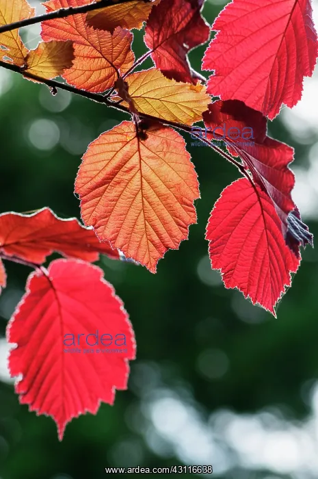 : Hazel, Purple leaved filbert, Corylus maxima Purpurea, bac : Hazel, Purple leaved filbert, Corylus maxima Purpurea, bac