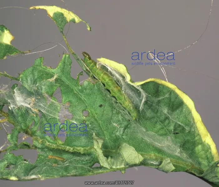 : Hazel tortrix moth caterpillar : Hazel tortrix moth caterpillar
