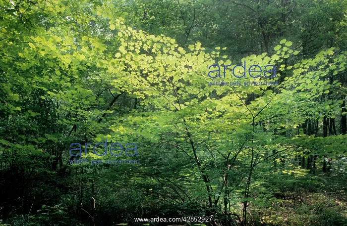  : Hazel Tree