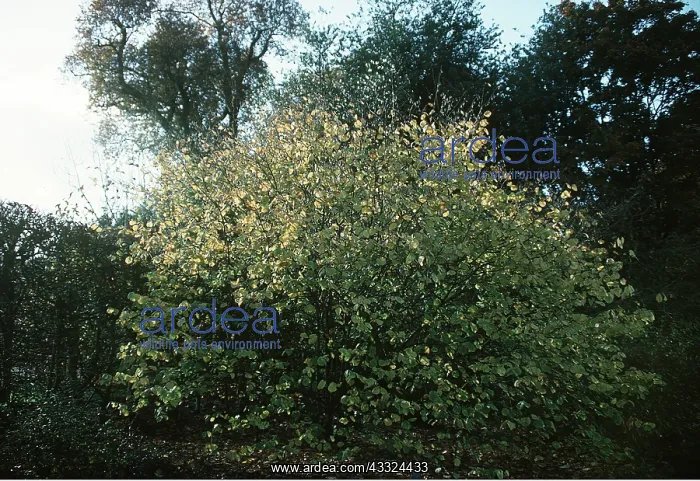 : HAZEL - full tree : HAZEL - full tree